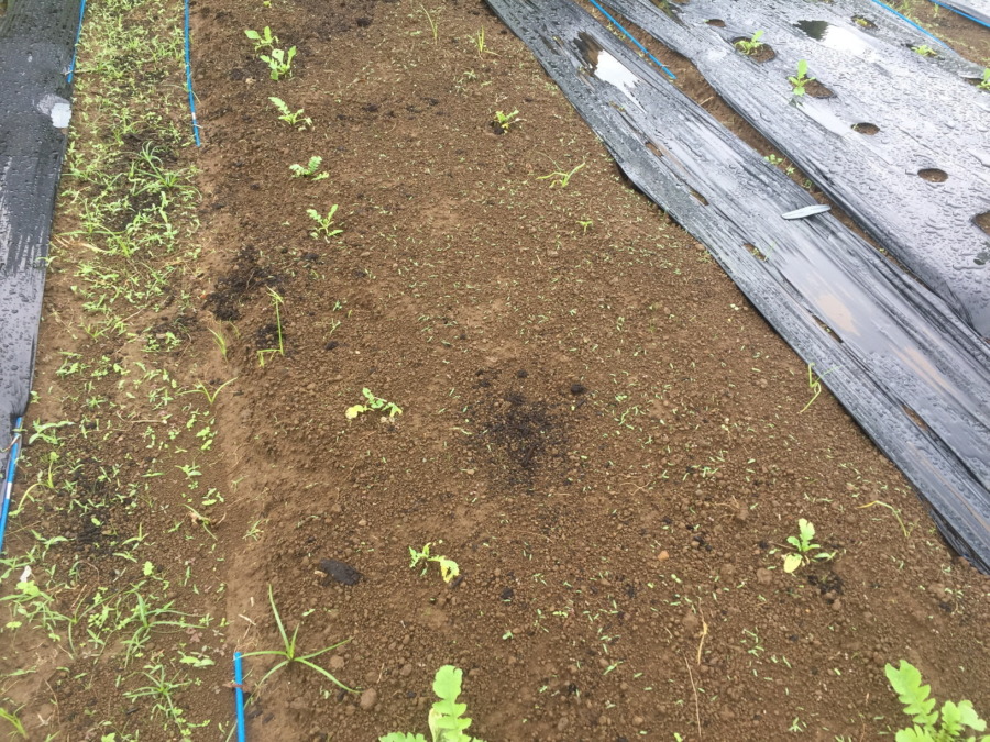 【フォト】だいこんの様子。溶けちゃったりしてます。