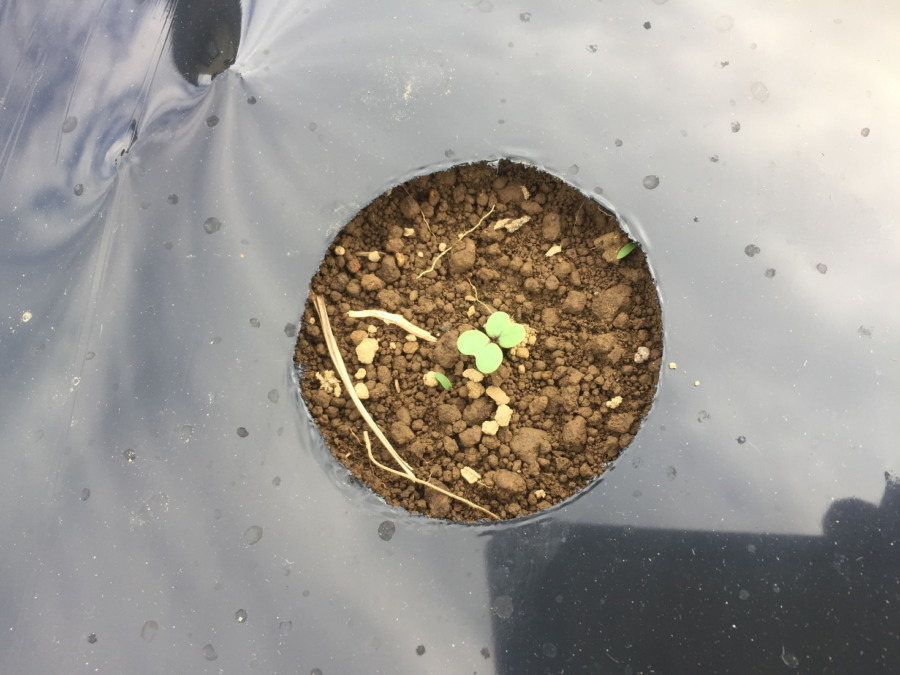 【祝】あやめ雪の発芽！