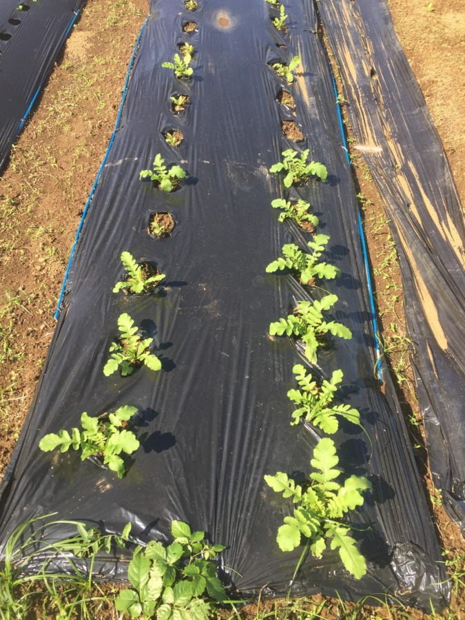 【フォト】だいこんの様子。