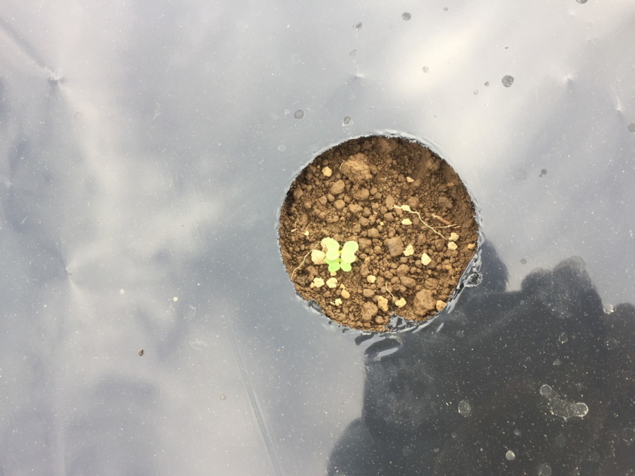 【祝】こかぶの発芽！