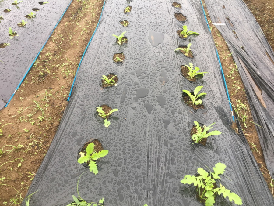 【フォト】だいこんの様子。