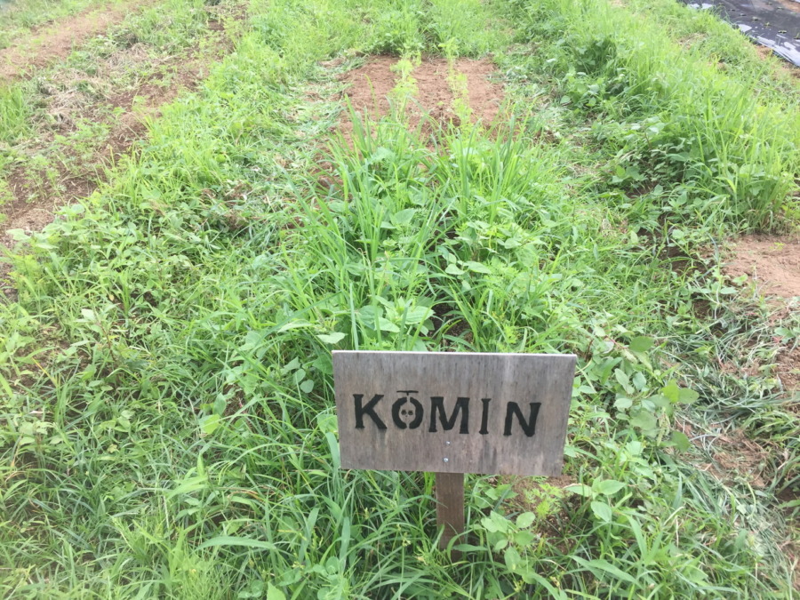 【除草道半ば】奥から進めています♪（タイムラプスあり）