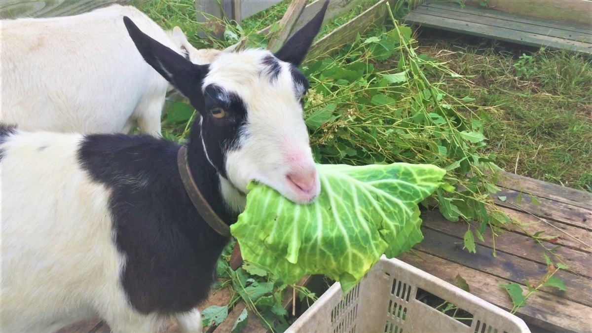 キャベツPR大使のやぎ子です。