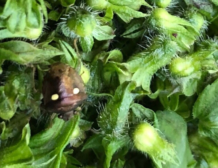 タネが好き  紫白星亀虫