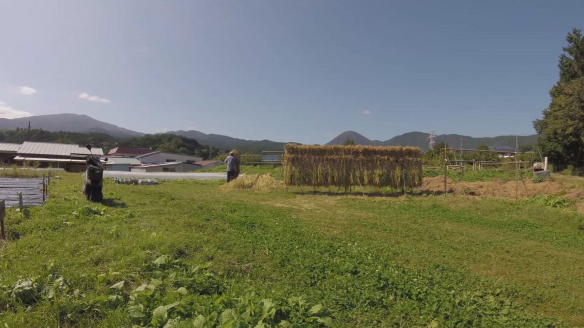 【タイムラプス♬】稲刈りからの、畑でかけ干し。