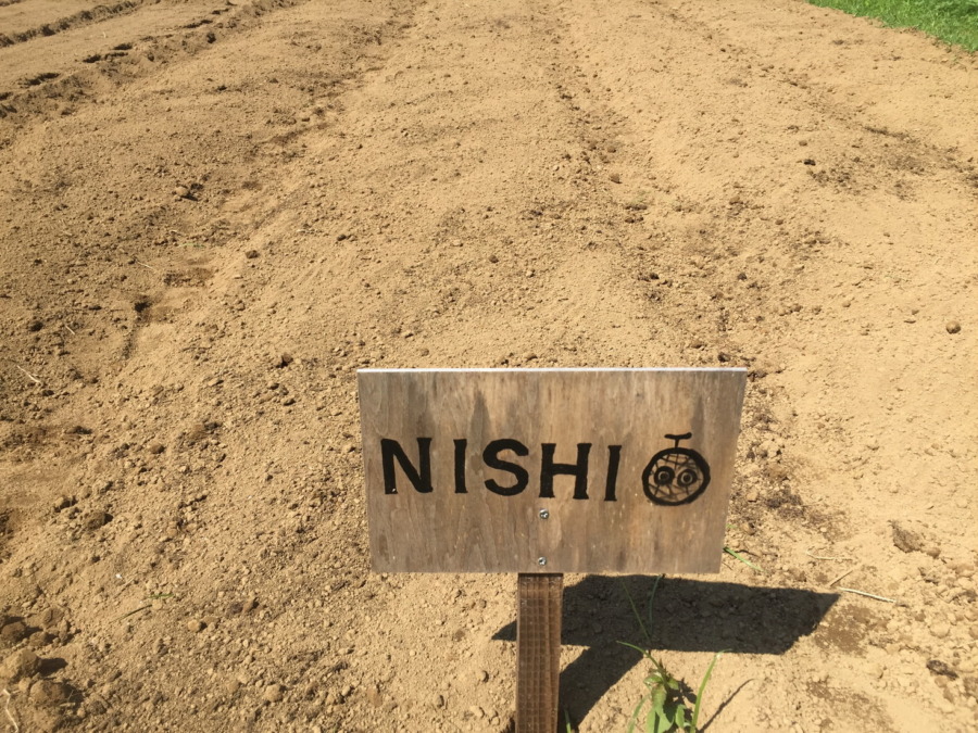 【フォト】だいこんブロックの様子。