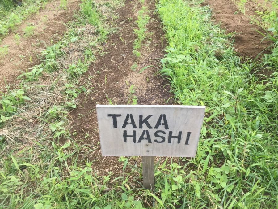 【除草道半ば】にんじんの様子。