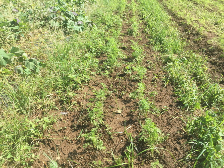 【フォト】台風一過のにんじんの様子。