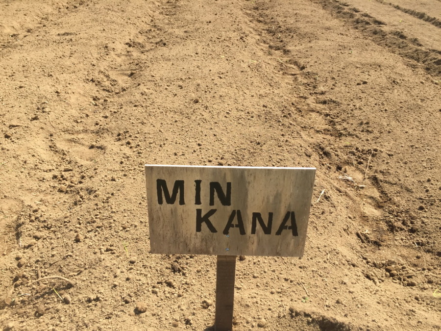 【フォト】だいこんブロックの様子。