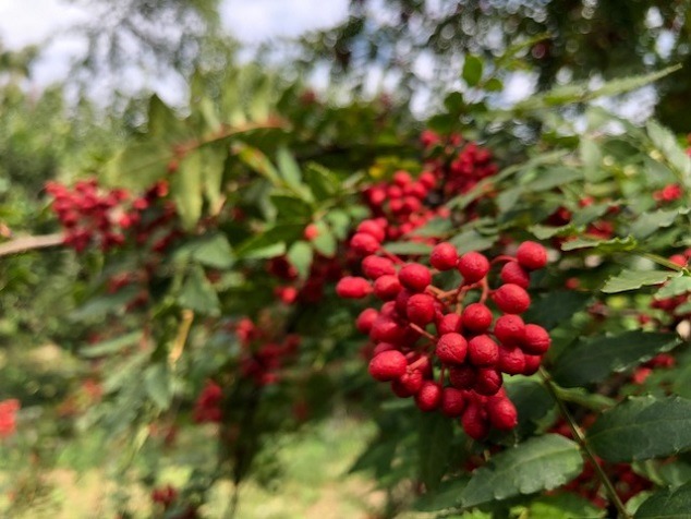実山椒の味は、、