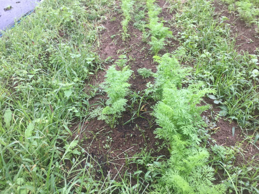 【フォト】にんじんの様子。