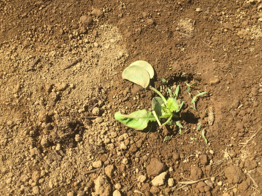 【フォト】台風一過のだいこんの様子。