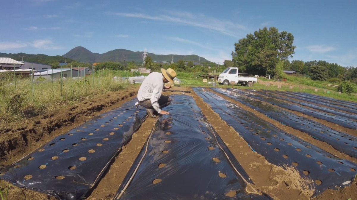 【はたけしごと】畝たて→元肥→マルチ→種まき①♬