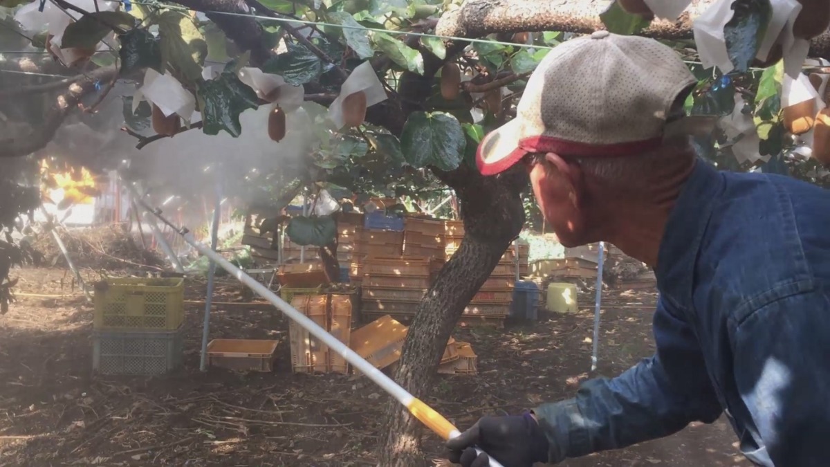 【連載キウイ講座】軟腐病（なんぷびょう）の防除。