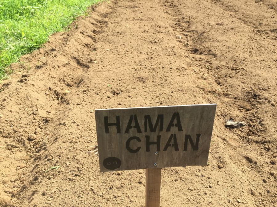 【フォト】だいこんブロックの様子。