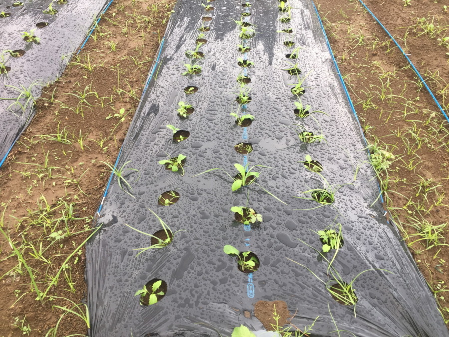 【フォト】あやめ雪のいま。