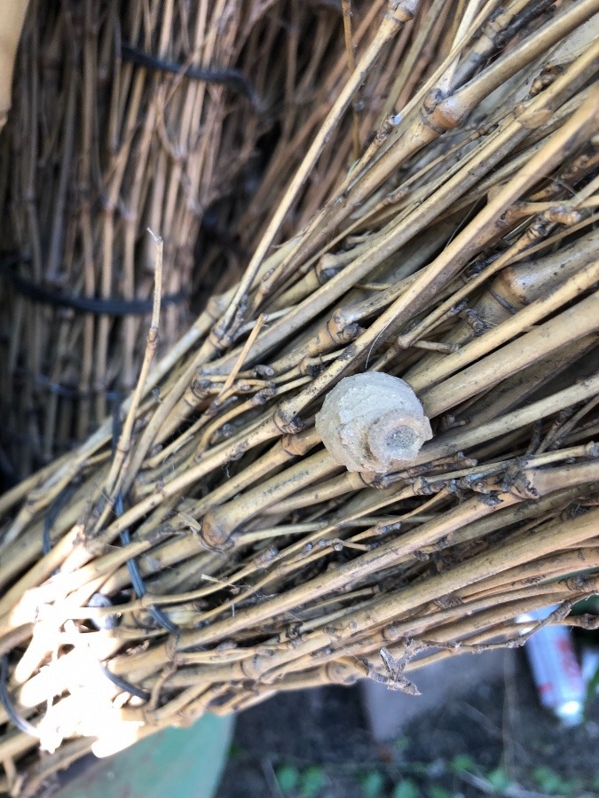 竹箒にとっくり・帝徳利蜂(みかどとっくりばち)