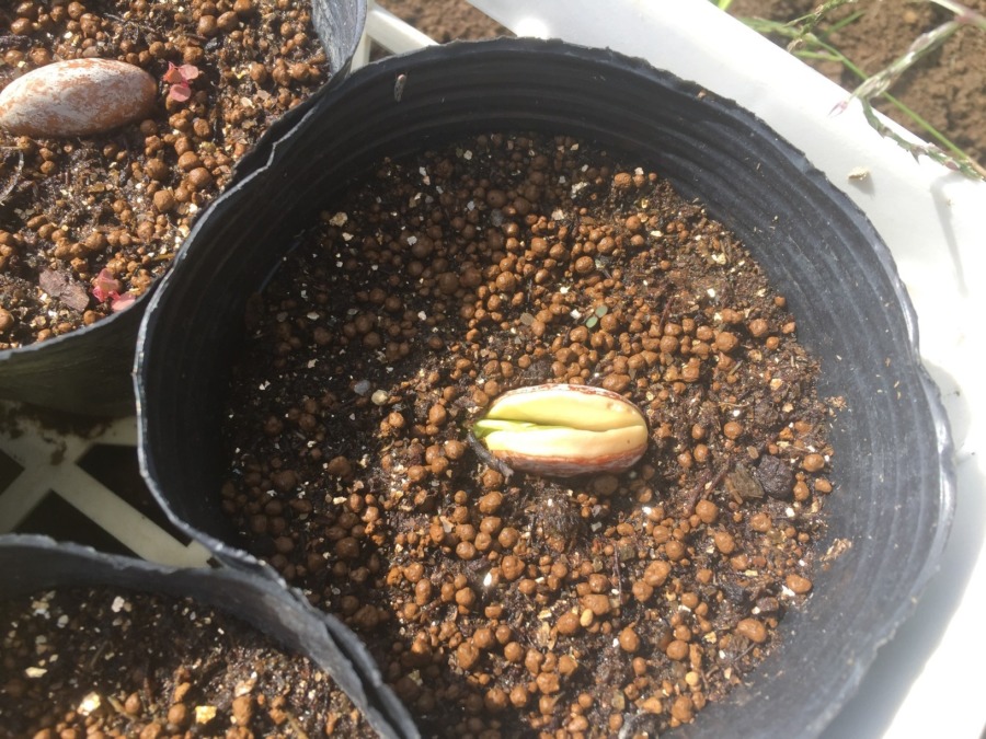 まめベイビたち。ぱっか～ん、ニョロニョロ。