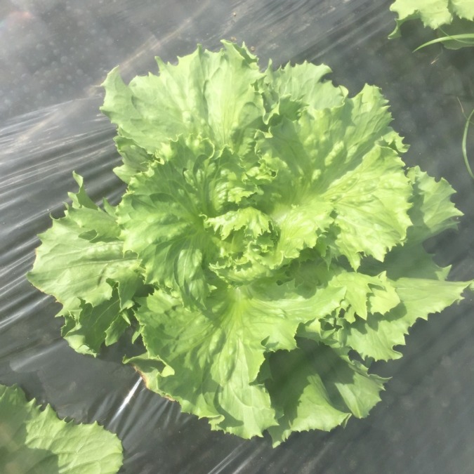 さてレタスです。調子、いいyo！