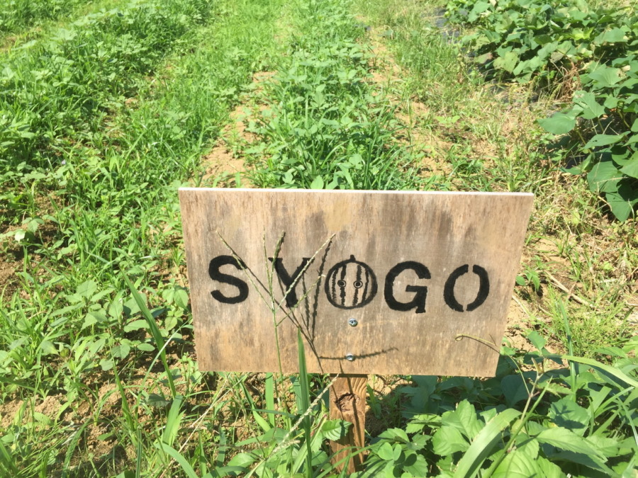 【フォト】にんじんの様子。