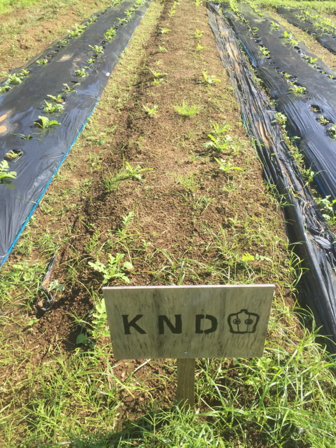 【フォト】だいこんの様子。