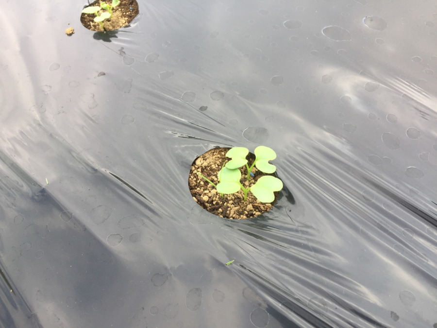 【祝】だいこんの発芽！