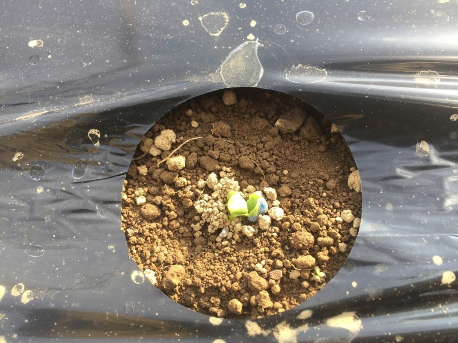 【驚き！】二日で発芽。みんなで種まきした、だいこんです。