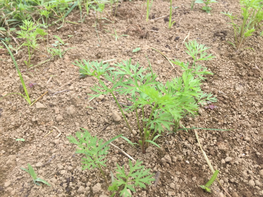 【除草完了】にんじんの様子。