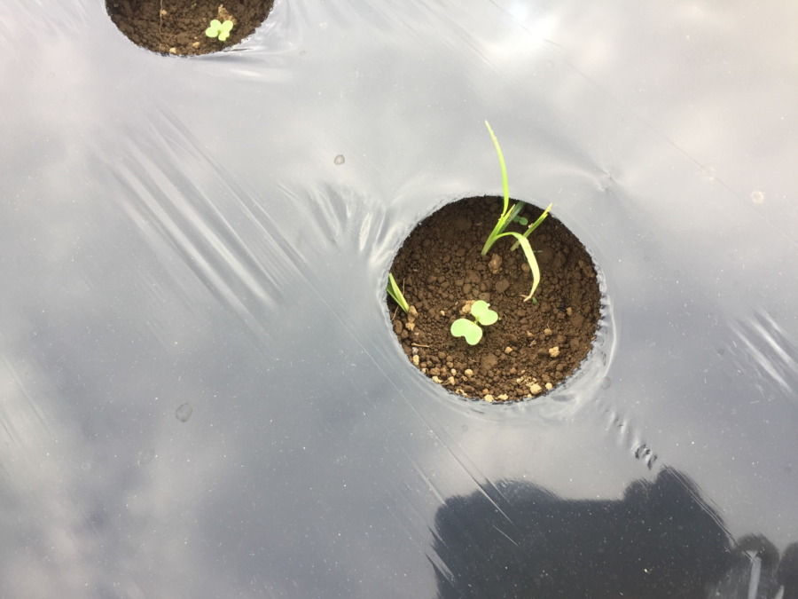 【祝】こかぶの発芽！