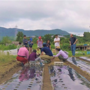 【はたけしごと】みんなで種まき→トンネルづくり♬