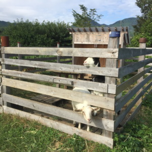 【閲覧注意💩】やぎのうんちをリモート観察。