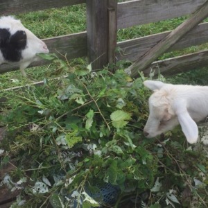 【閲覧注意でもお待ちかね💩】やぎのうんちのリモート観察。二日目。