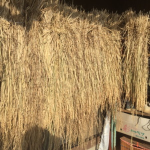 おこめです。2019シーズンの最終章へ。