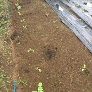 【フォト】だいこんの様子。溶けちゃったりしてます。