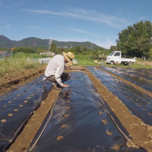 【はたけしごと】畝たて→元肥→マルチ→種まき①♬