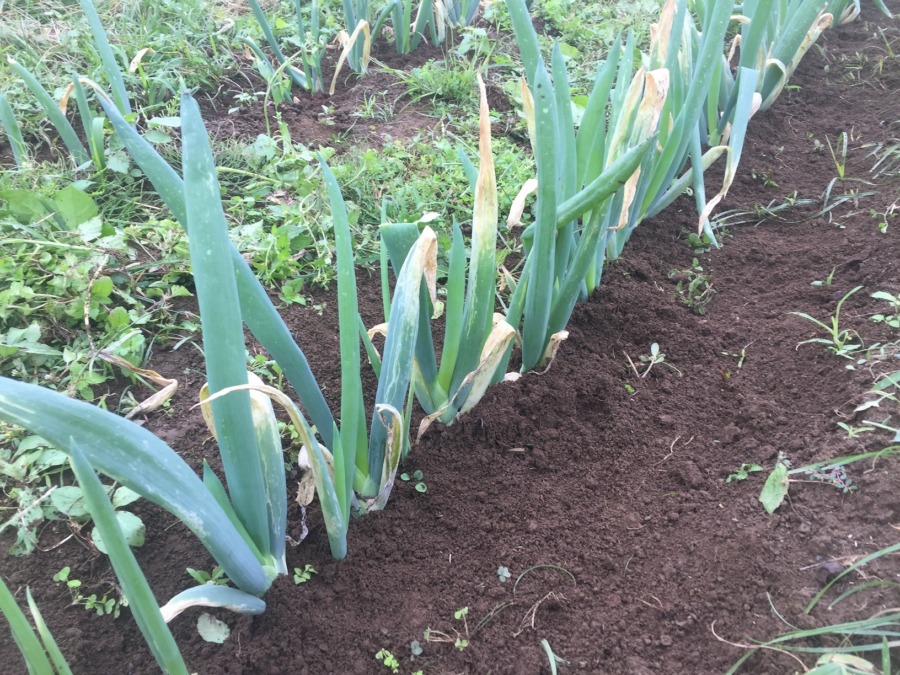 【下仁田ネギ】除草・土寄せ完。もう取って食べてもいいけど。