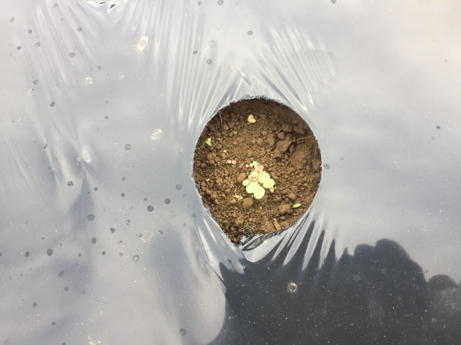 【祝】あやめ雪の発芽！