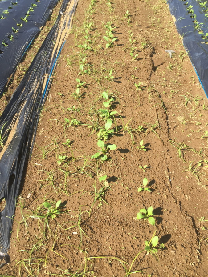 【フォト】こかぶの様子。
