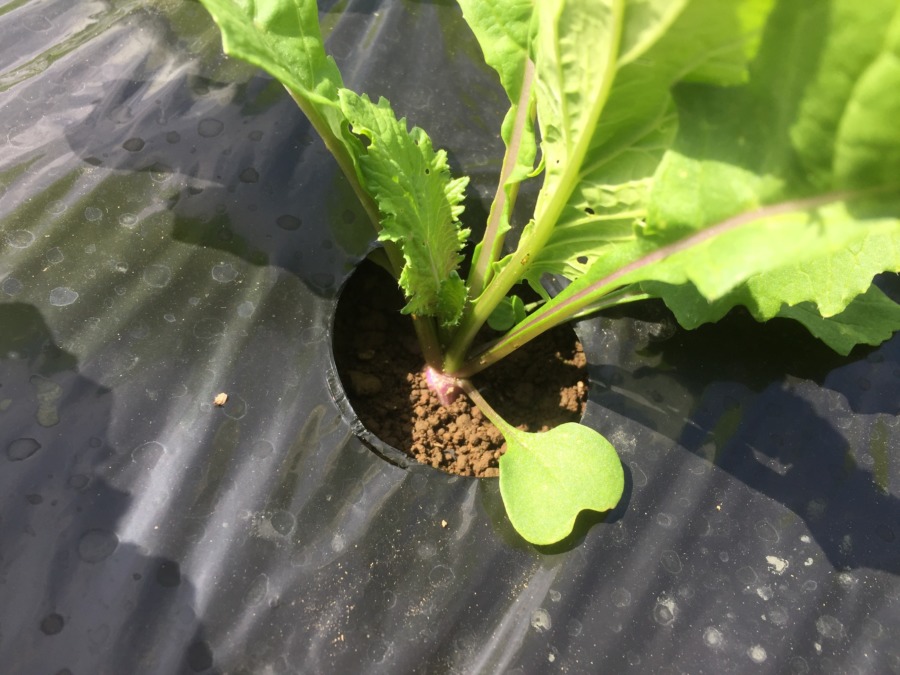 あやめ雪のいま。小さな紫チラリ(^^♪