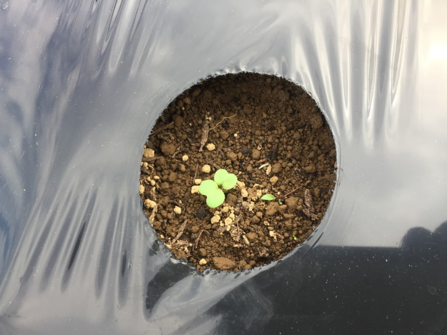 【祝】あやめ雪の発芽！