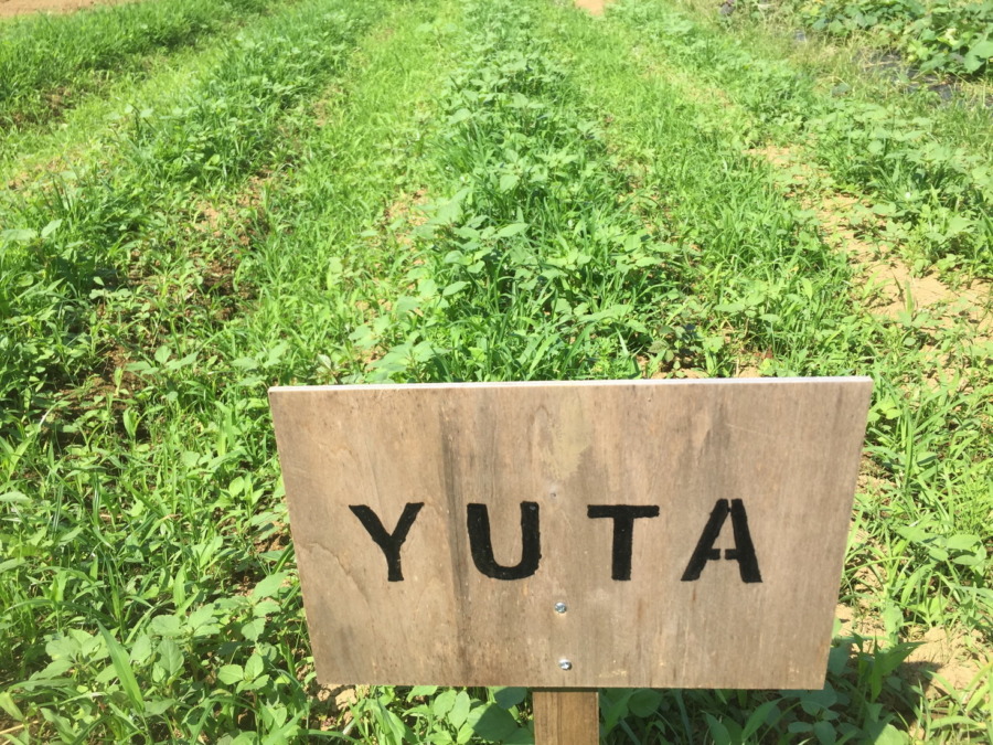 【フォト】にんじんの様子。