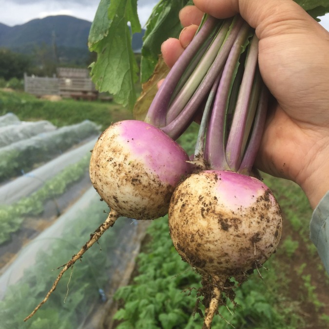 まさに旬！あやめ雪です。
