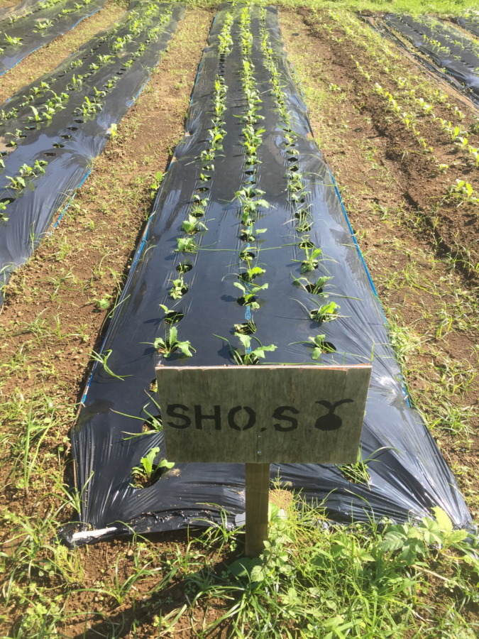 【フォト】あやめ雪の様子。