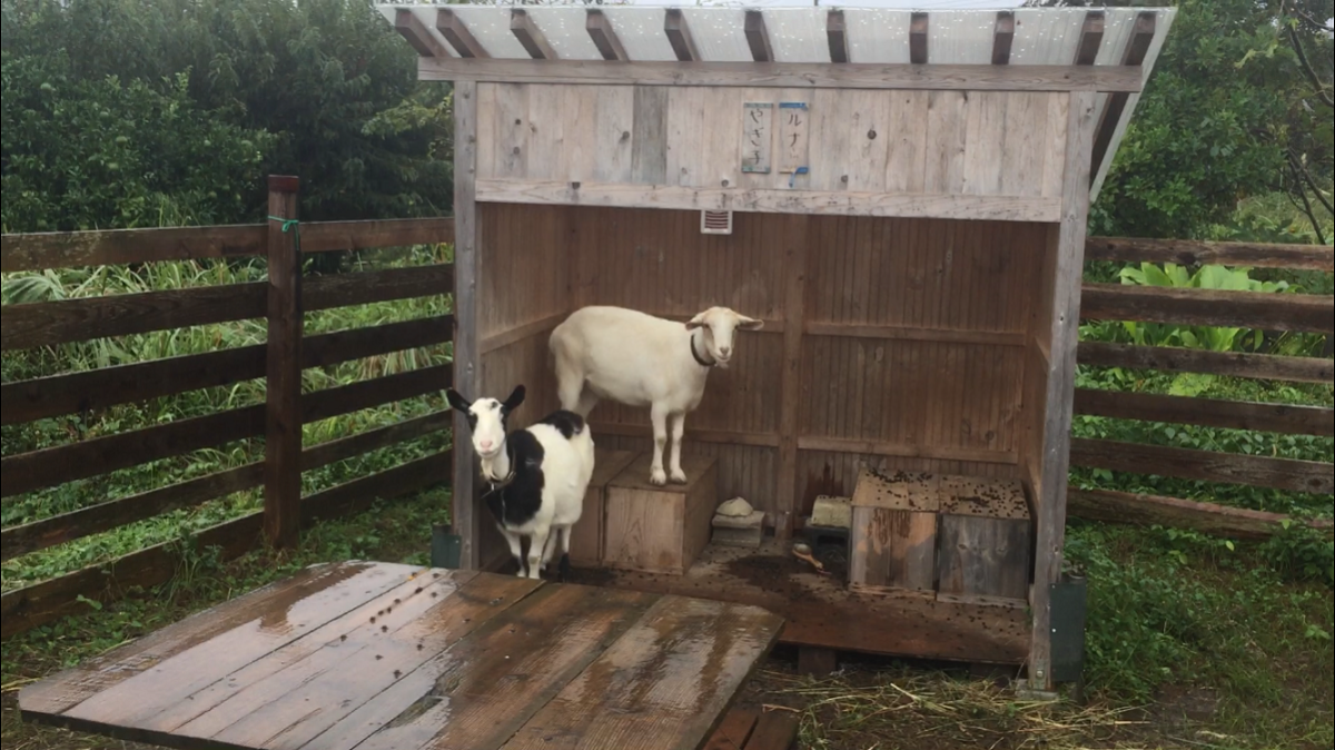 今日も雨。ひま。小屋内でのポジションチェンジに注目。