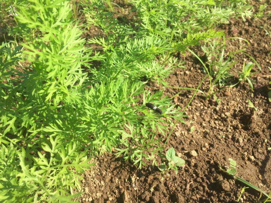 にんじんの様子。この白黒の方はどなた？