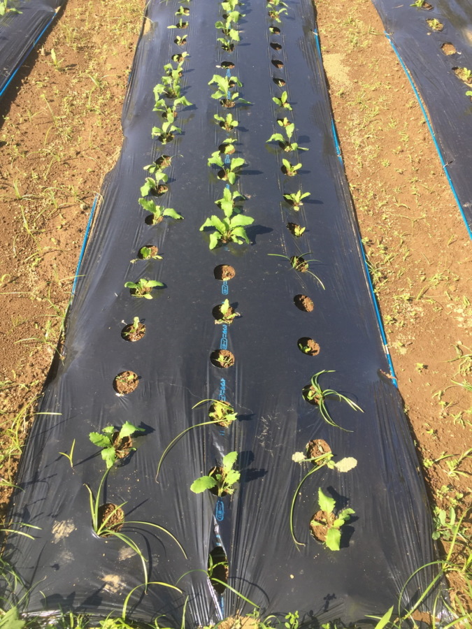 【フォト】あやめ雪の様子。