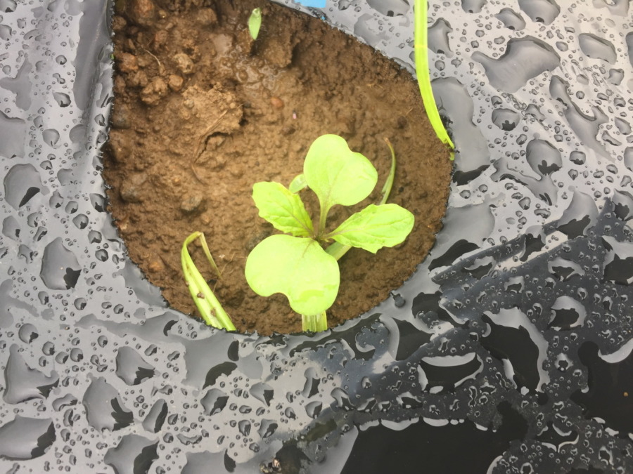 台風の二日後の姿。わりとダメージなし。