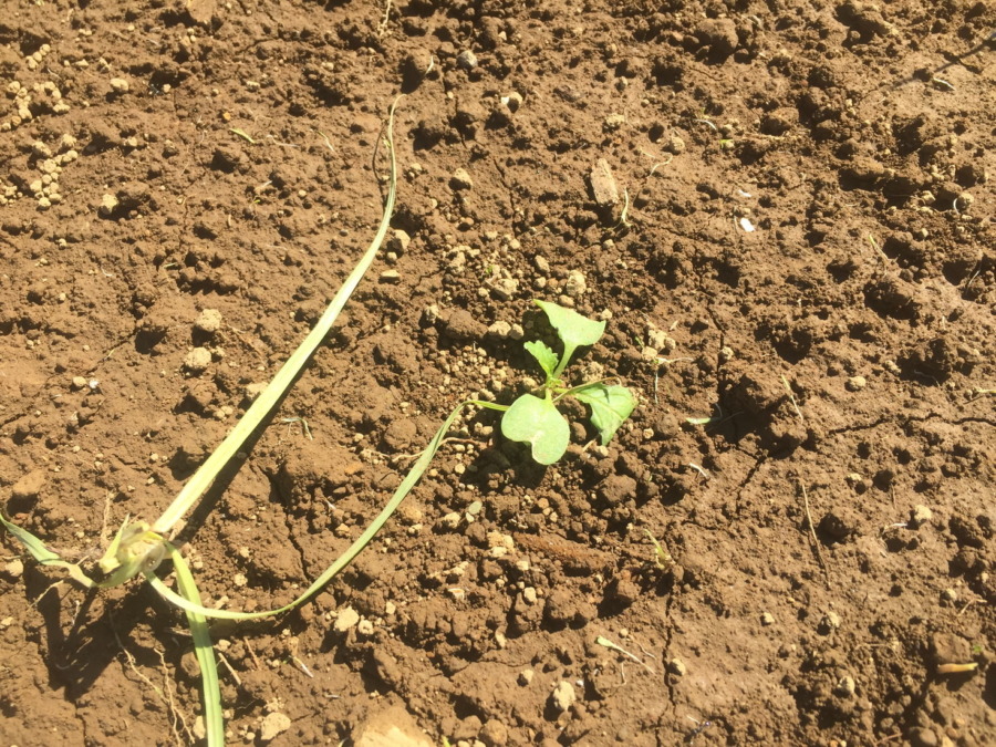 【フォト】台風一過後のこかぶの様子。