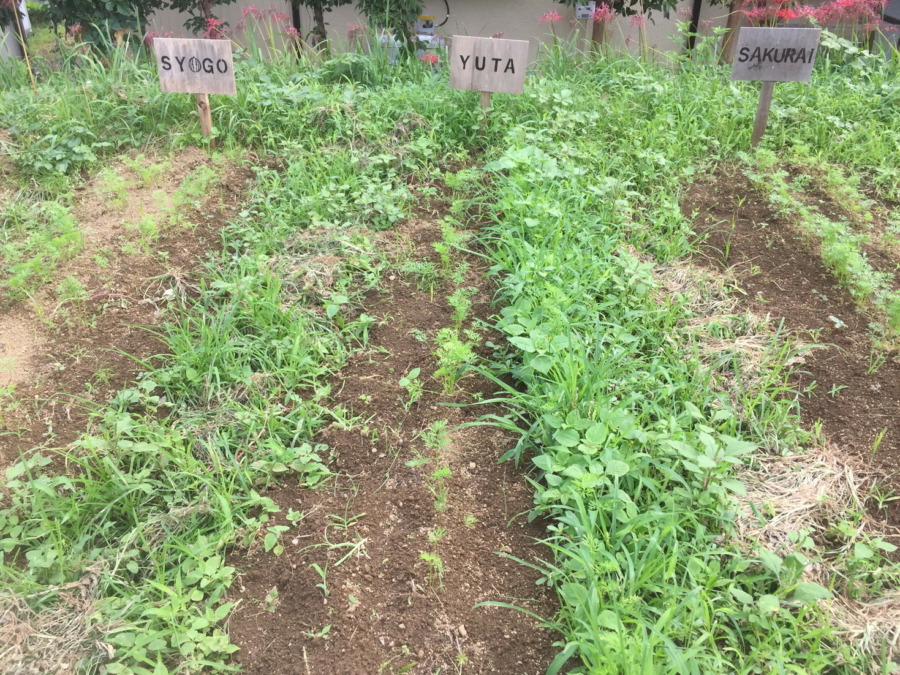 【除草道半ば】にんじんの様子。