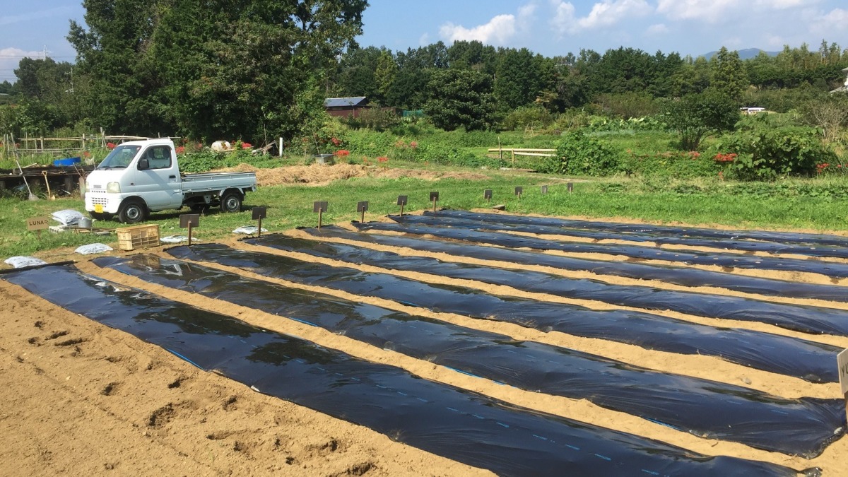 【タイムラプス♬】畝たて・マルチング完。だいぶ整いました。